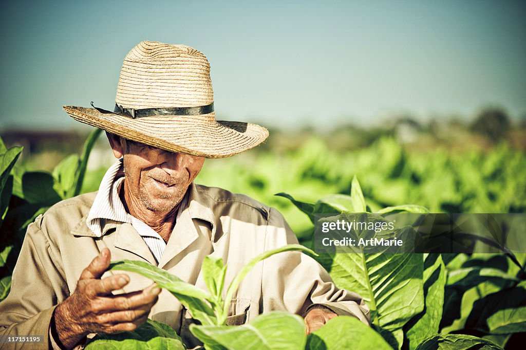 Real Cuban farmer at a tobacco plantation