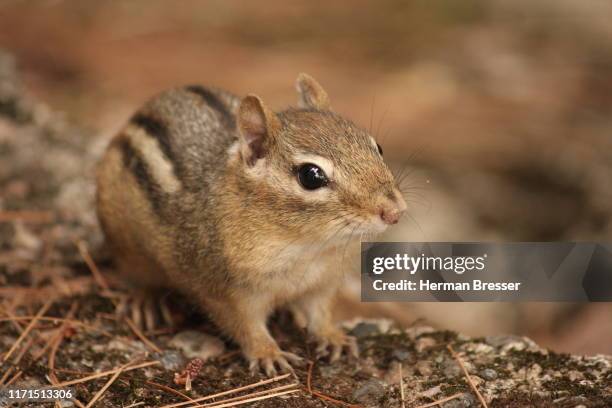 chipmunk (ground squirrel) portrait - parry sound stock pictures, royalty-free photos & images