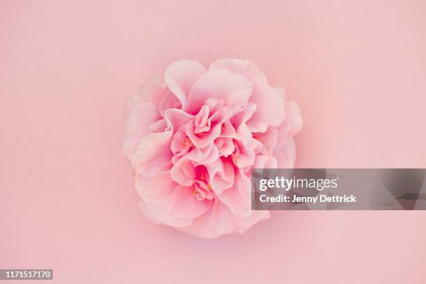 camellia bloom - camellia stock pictures, royalty-free photos & images