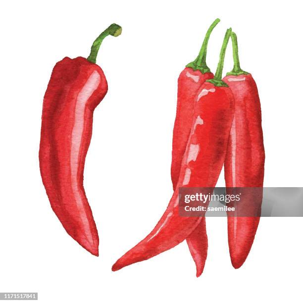 stockillustraties, clipart, cartoons en iconen met aquarel chili pepertjes - paprika