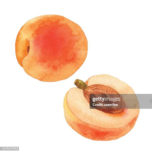 watercolor apricot - peach stock illustrations