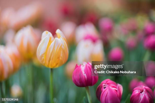 yellow and pink tulips - toyama prefecture 個照片及圖片檔