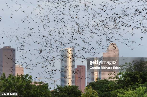 freetailed bats near downtown houston - downtown houston stock pictures, royalty-free photos & images