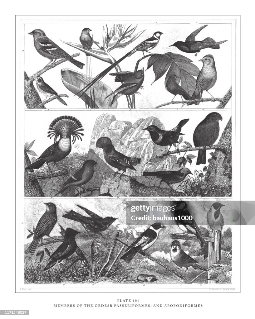 Representatives of the Order Passeriformes and Apopodiformes Engraving Antique Illustration, Published 1851