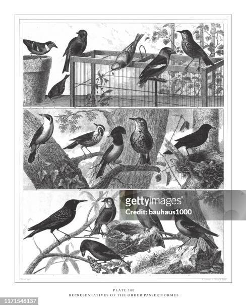 vertreter des ordens passeriformes gravur antike illustration, veröffentlicht 1851 - star chart stock-grafiken, -clipart, -cartoons und -symbole
