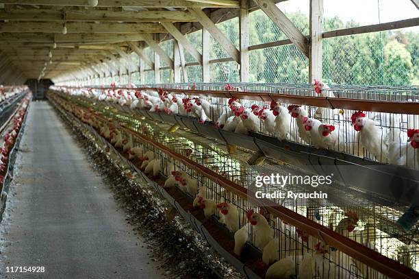 hennery,afternoon of henhouse,production - the coop stock pictures, royalty-free photos & images