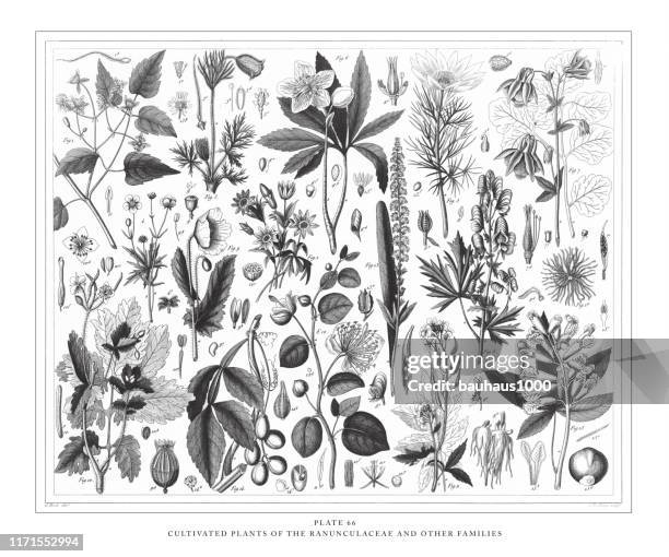 kultivierte pflanzen der ranunculaceae und andere familien gravur antike illustration, veröffentlicht 1851 - arugula stock-grafiken, -clipart, -cartoons und -symbole