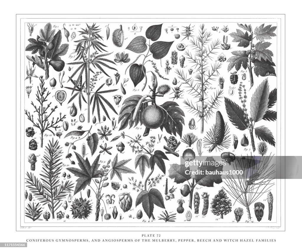 Coniferous Gymnosperms and Angiosperms of the Mulberry, Pepper, Beech and Witch hazel families Engraving Antique Illustration, Published 1851