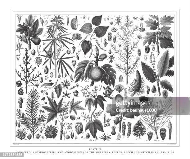 coniferous gymnosperms and angiosperms of the mulberry, pepper, beech and witch hazel families engraving antique illustration, published 1851 - witchhazel stock illustrations