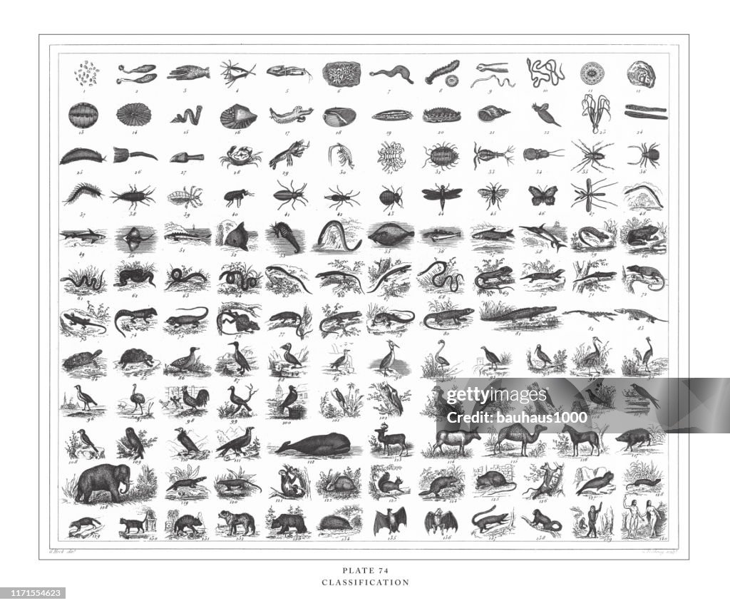 Classificatie van diersoorten gravure antieke illustratie, gepubliceerd 1851