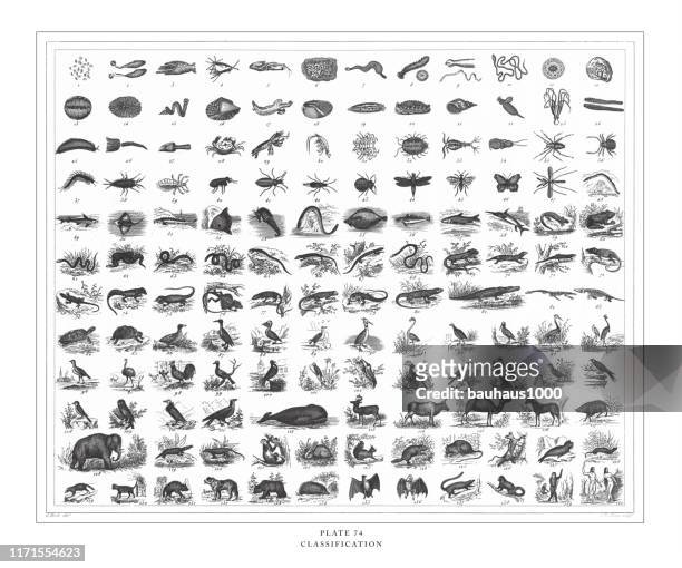 270 Animal Classification Chart Photos and Premium High Res Pictures -  Getty Images