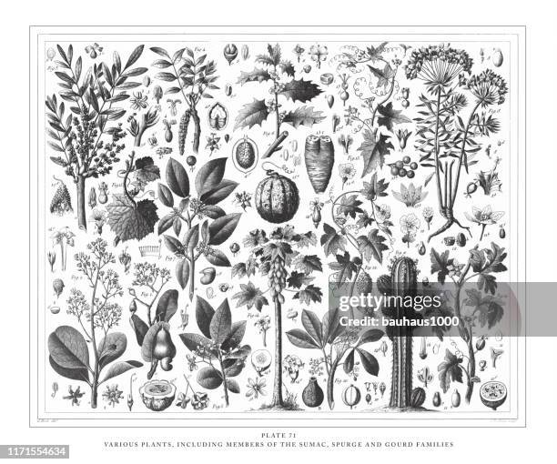 various plants, including members of the sumac, spurge and gourd families engraving antique illustration, published 1851 - cactus drawing stock illustrations