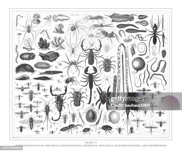 vertreter der phyla coelenterata, chordata, mollusca, platyhelminthes und arthropoda gravur antike illustration, veröffentlicht 1851 - louse stock-grafiken, -clipart, -cartoons und -symbole