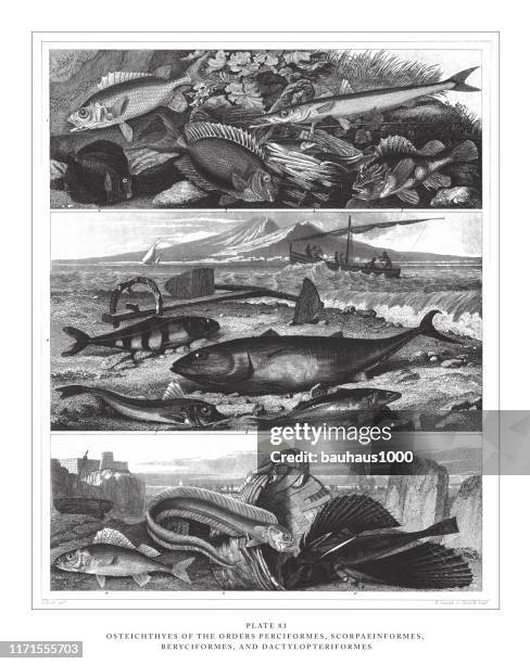 osteichthyes of the orders perfiformes, scorpaeinformes, beryciformes and dactylopteriformes engraving antique illustration, published 1851 - mackerel stock illustrations