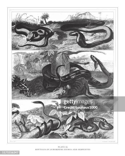 ilustraciones, imágenes clip art, dibujos animados e iconos de stock de reptiles de los suborders sauria y serpientes grabado ilustración antigua, publicado en 1851 - cobra rey