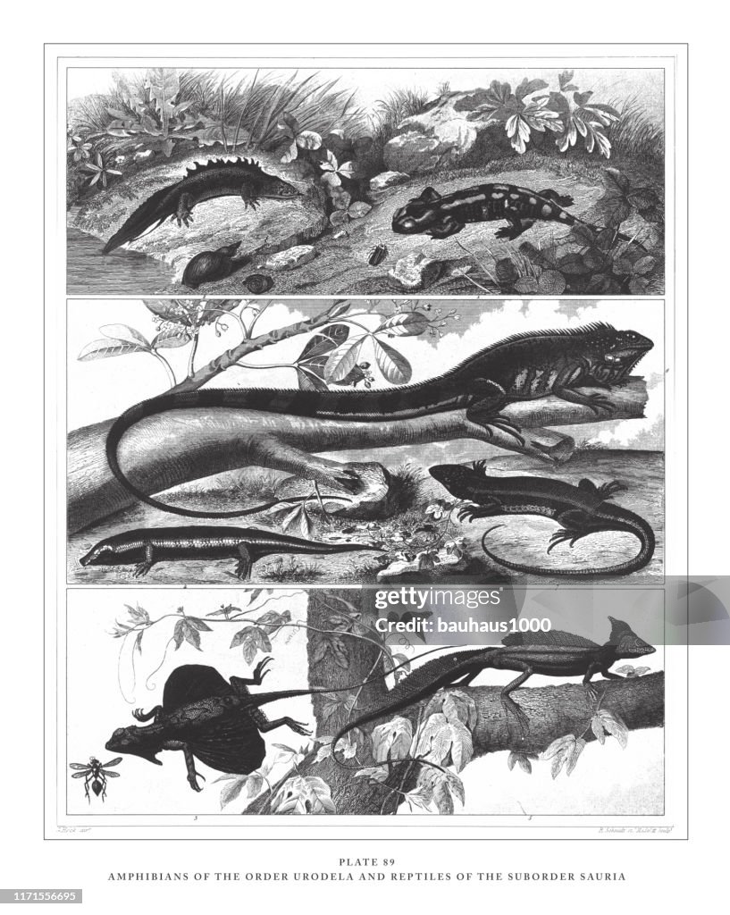 Amphibians of the Order Urodela and Reptiles of the Suborder Sauria Engraving Antique Illustration, Published 1851