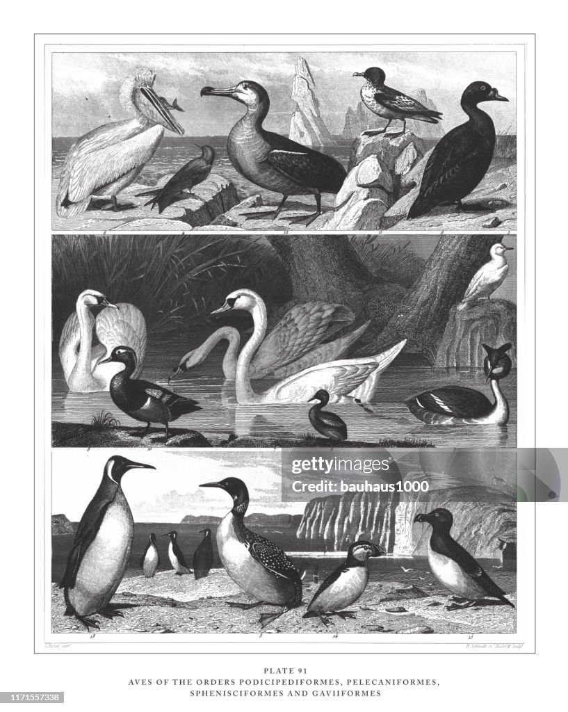 Aves of the Orders Podicipediformes, Pelecaniformes, Sphenisciformes, and Gaviiformes Engraving Antique Illustration, Published 1851