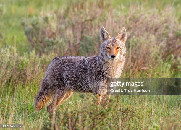 coyote portrait - coyote stockfoto's en -beelden