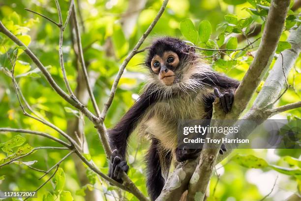 1,674 Spider Monkey Photos and Premium High Res Pictures - Getty Images 1,674 Spider Monkey Photos and Premium High Res Pictures - Getty Images
