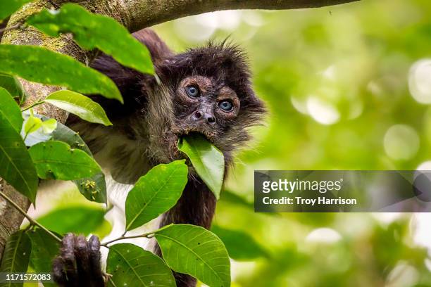 1,674 Spider Monkey Photos and Premium High Res Pictures - Getty Images