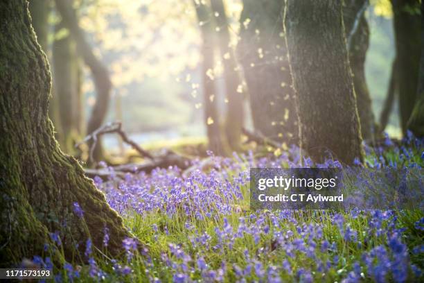 morning sunshine and  bluebells carpets - forest morning sunlight stock-fotos und bilder