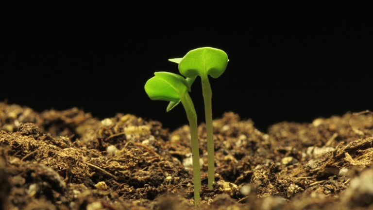 Sprouting Video 26,869 Plant Sprout Stock Videos, Footage, & 4K Video Clips - Getty Images