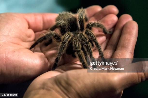 Mark Rise Photos and Premium High Res Pictures - Getty Images
