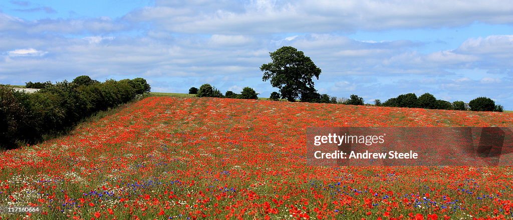 Poppies meadow