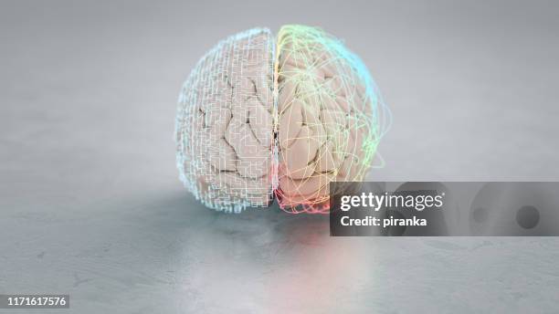 linke und rechte gehirnhälfte - neurowissenschaften stock-fotos und bilder