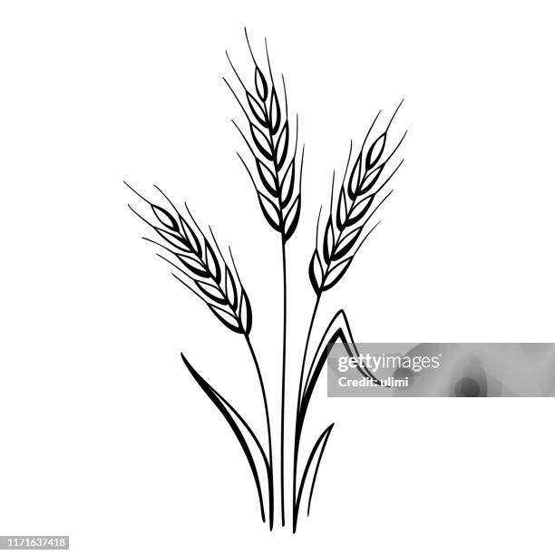 illustrations, cliparts, dessins animés et icônes de oreilles de blé - corn crop stock illustrations