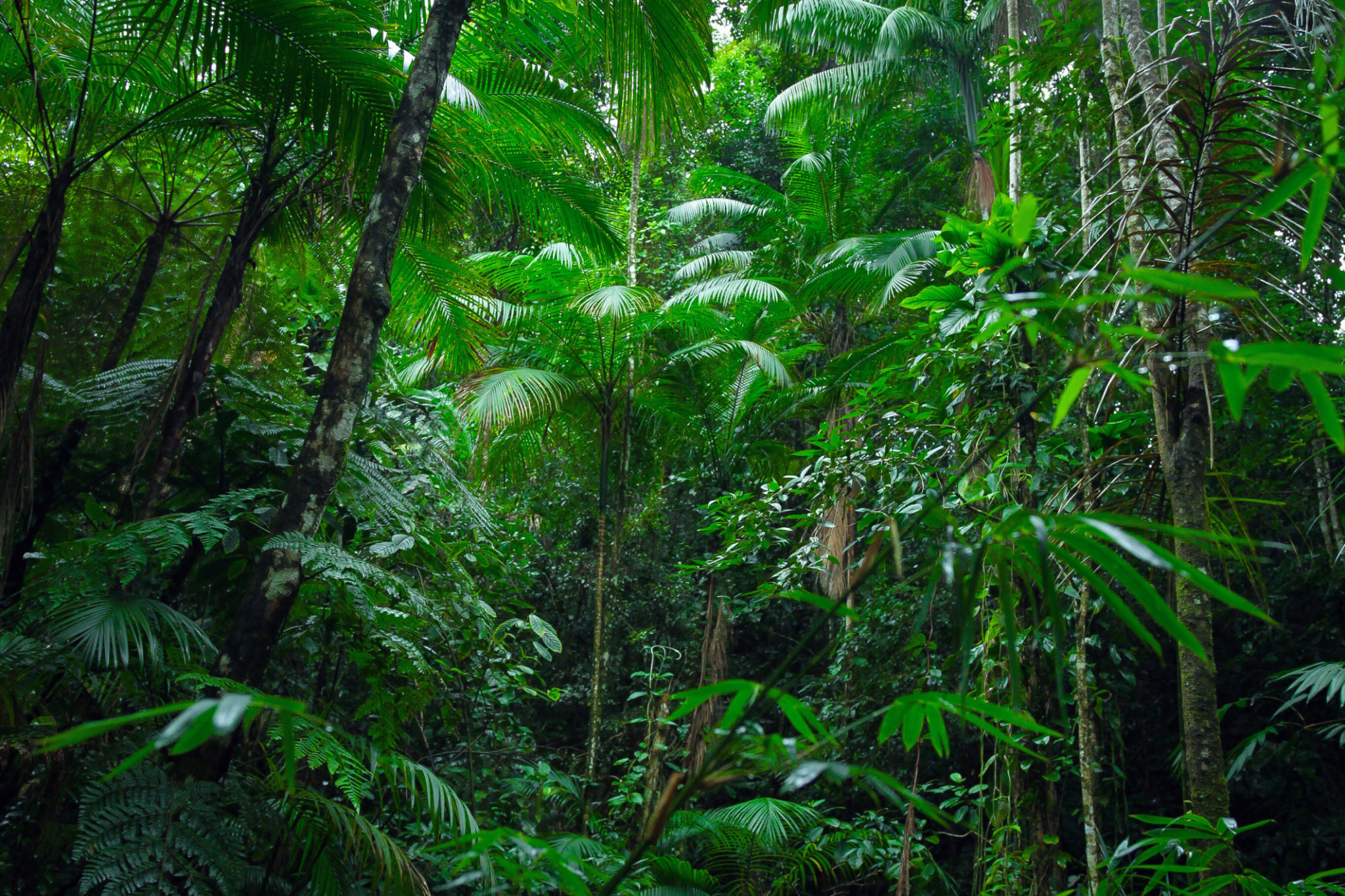 Brazil forest