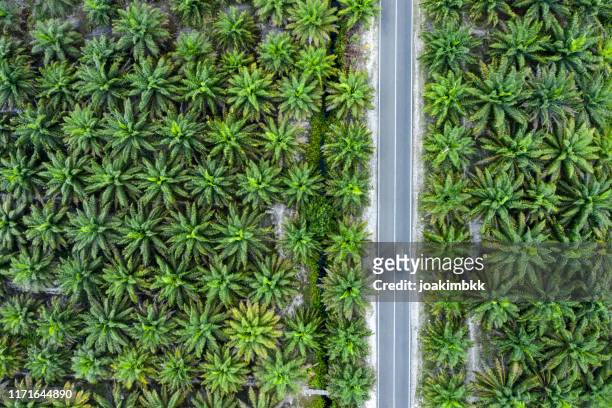 palm oil plantations in indonesia with road cutting through - oil palm imagens e fotografias de stock