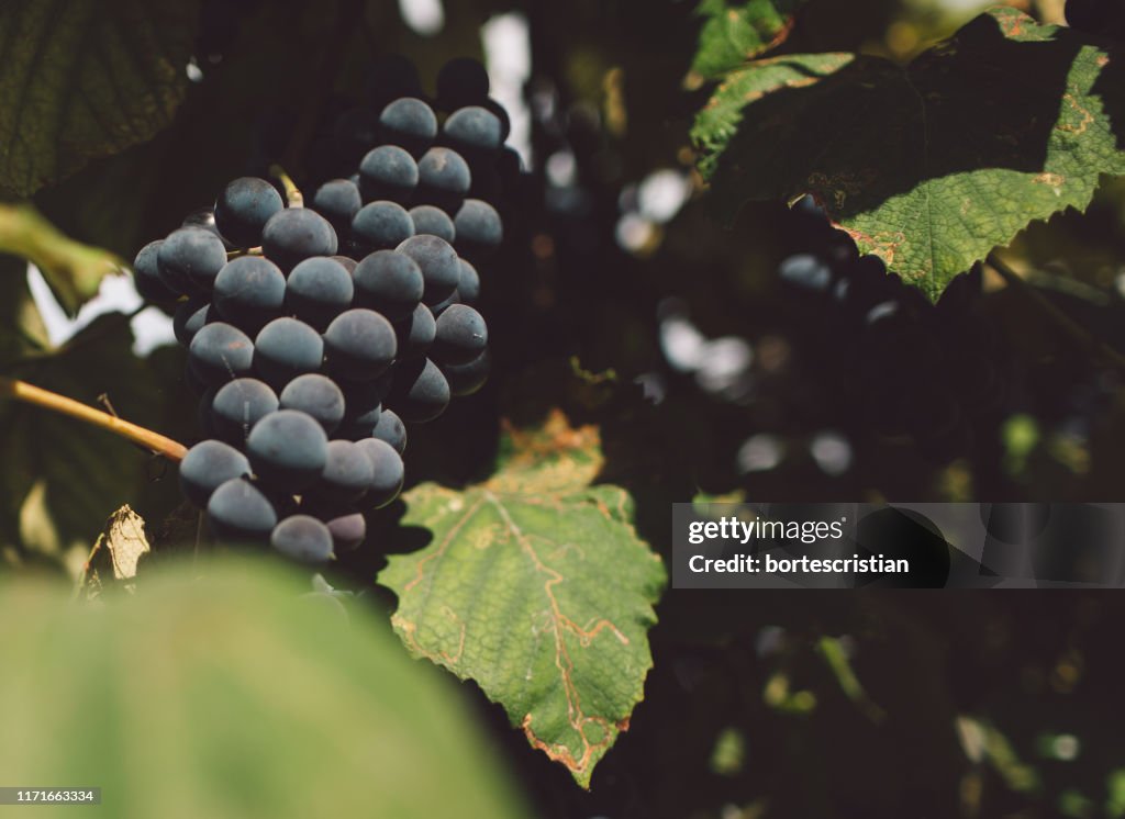 Close-Up Of Grapes Growing In Vineyard