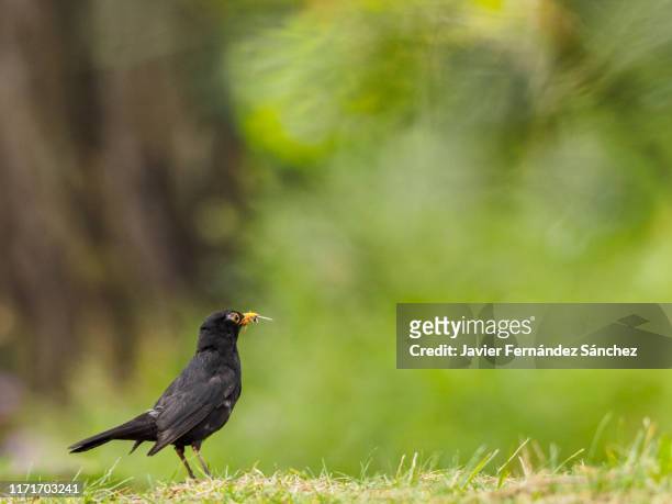 a blackbird male collects grass in the forest with its beak to build the nest. turdus merula. - blackbird stock pictures, royalty-free photos & images