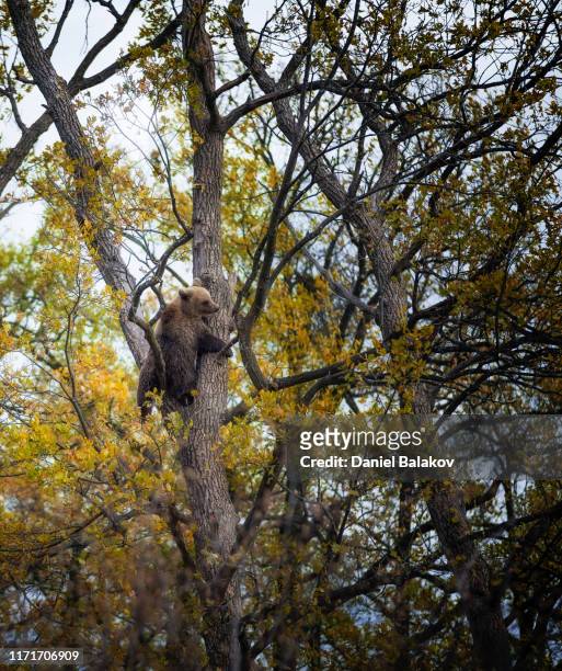carpathian brown bear in the woods, a young animal. - romania bear stock pictures, royalty-free photos & images