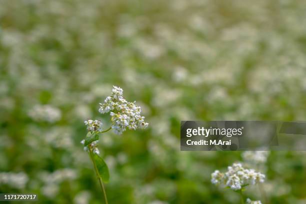 buckwheat field - buckwheat stock pictures, royalty-free photos & images
