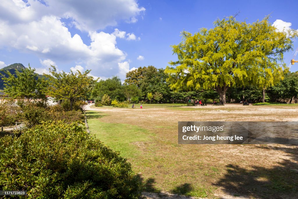 A garden inside Gyeongbokgung Palace