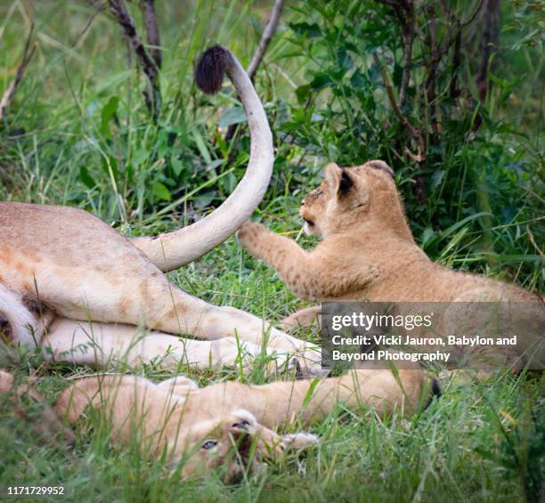 lion cub batting at mom's tail in maasai mara, kenya - cat batting stock pictures, royalty-free photos & images