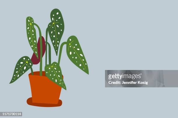 begonia maculata houseplant illustration - begonia stock illustrations