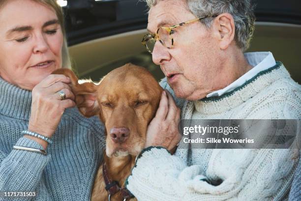 portrait of a happy senior couple and their dog sitting in a trunk of a car - animal ear - fotografias e filmes do acervo