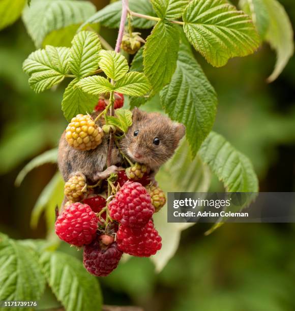 bank vole on branch with berries - british woodland stock pictures, royalty-free photos & images