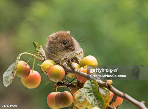 bank vole on branch with berries - volea stock pictures, royalty-free photos & images