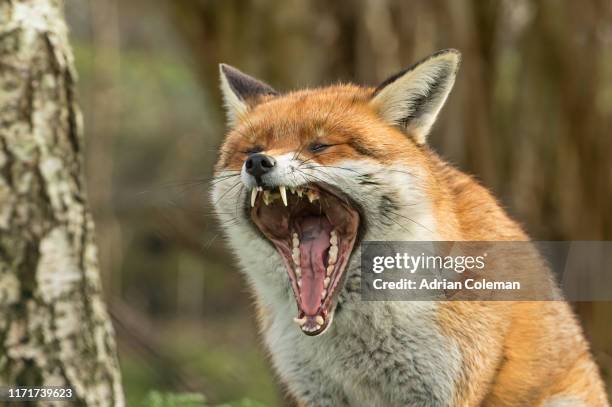 red fox - red fox stock pictures, royalty-free photos & images