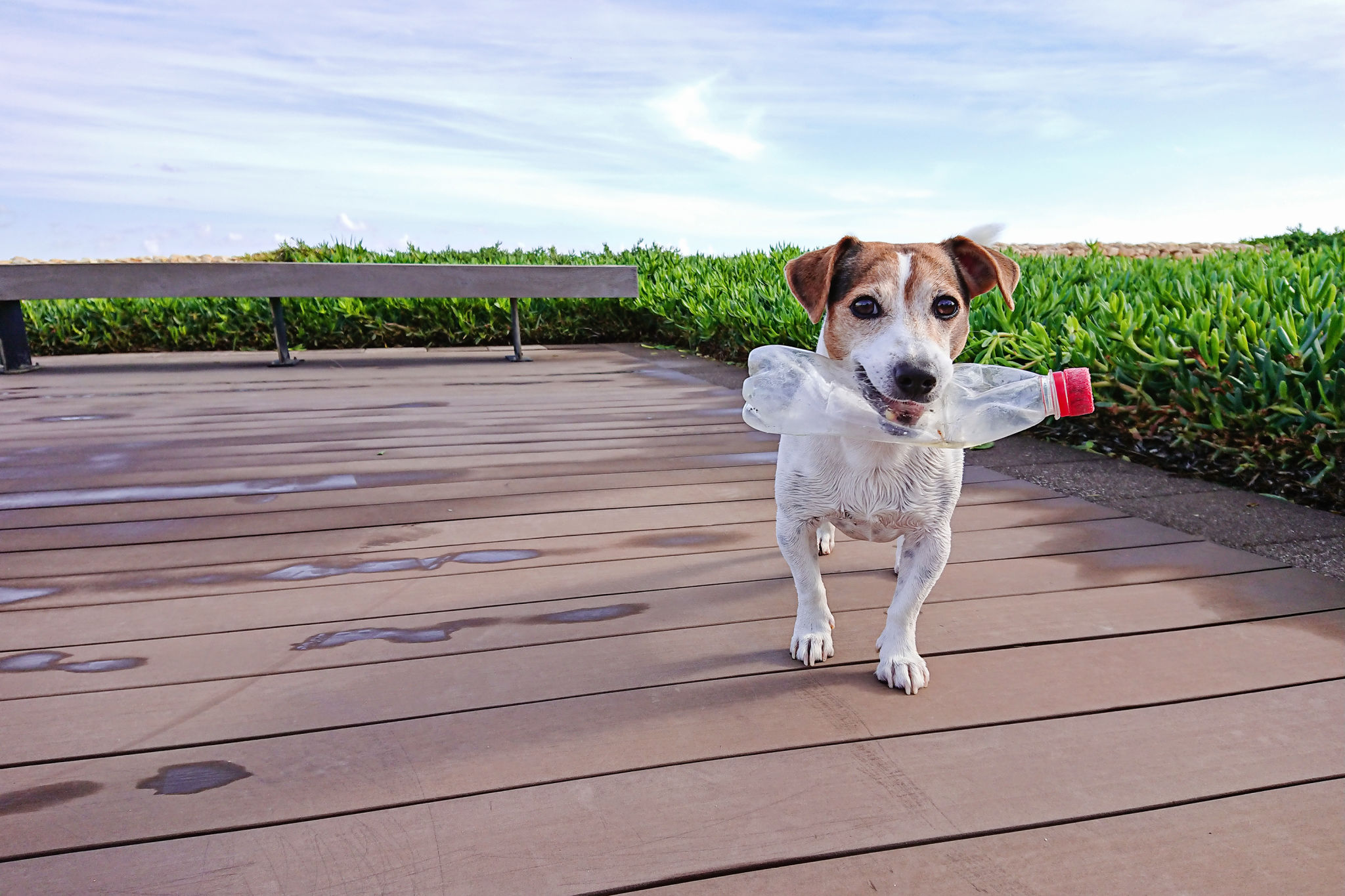 dog with bottle