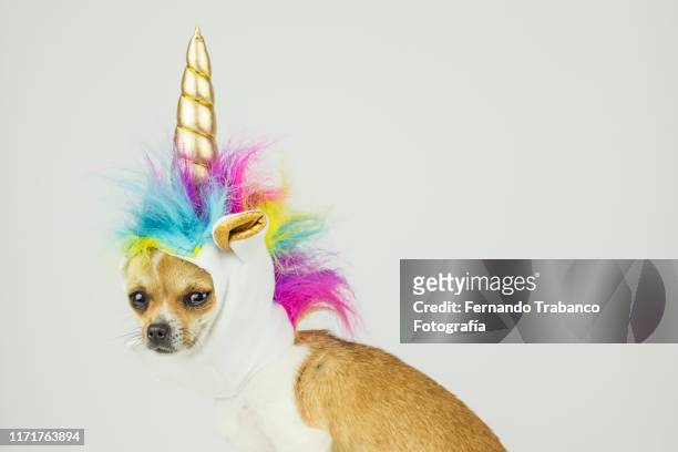 dog with unicorn hat - role play stockfoto's en -beelden