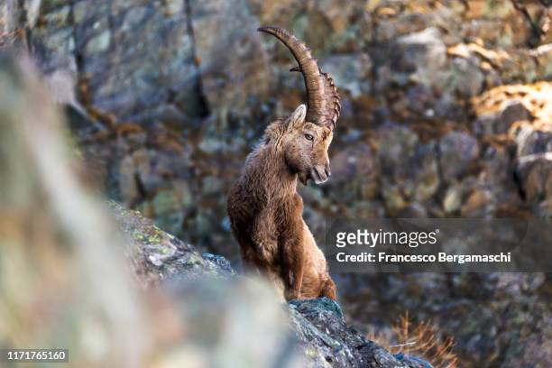 portrait of a alpine ibex with rocky background - alps -italy - ibex 個照片及圖片檔