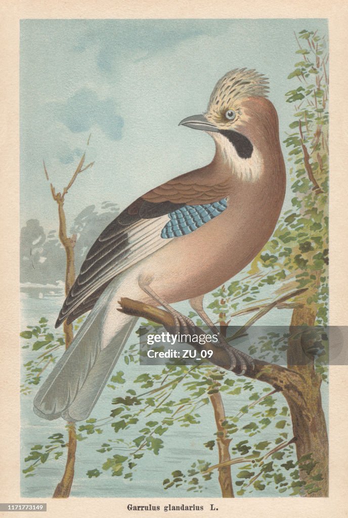 Eurasian jay (Garrulus glandarius), chromolithograph, published in 1896
