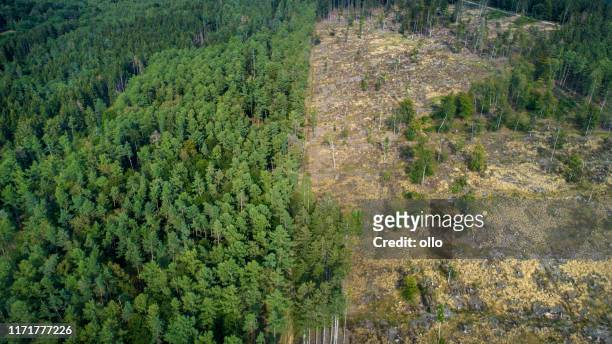 area disforestata, montagne taunus, germania - cambiamenti climatici foto e immagini stock