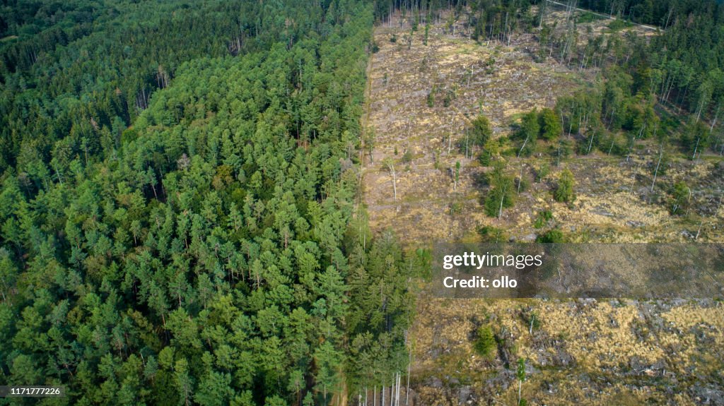 Deforested område, Taunus Mountains, Tyskland