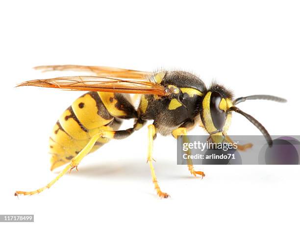 german wasp - vespa stock pictures, royalty-free photos & images